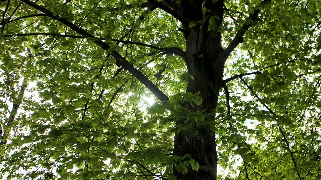 Rays of sun through green tree