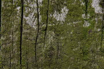 texture old wooden boards covered with green moss
