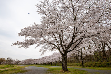 Fototapeta premium 巾着田の桜 埼玉県日高市