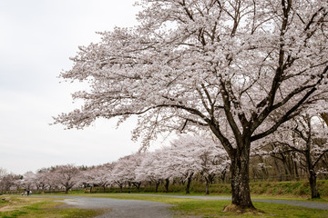 巾着田の桜 埼玉県日高市