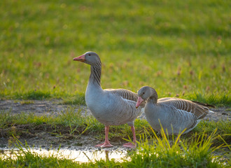 Greylag Geese making an early spring stop on their northward migration on the shores of the Upper Zurich Lake (Obersee) , Switzerland
