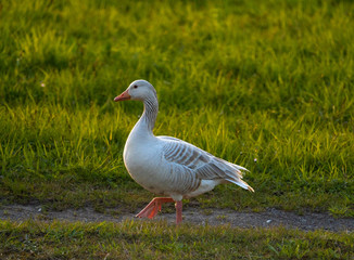 Greylag Geese making an early spring stop on their northward migration on the shores of the Upper Zurich Lake (Obersee) , Switzerland