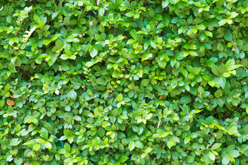Fototapeta na wymiar Green plant foliage texture with tiny leaves. Can be used as nature background or flora concept