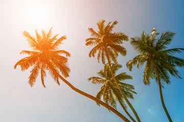 Fototapeta na wymiar Tropical green palm trees on bright sunny sky