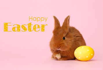 Adorable fluffy bunny and Easter egg on pink background