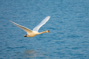 Fototapeta na wymiar Swan low flying over the waters of the Upper Zurich Lake (Obersee), Switzerland
