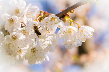Kirschblüten mit Biene in der Blüte - Weisse Blüten im Frühling
