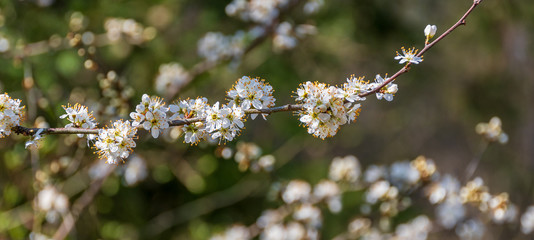 Frühlingsblüten