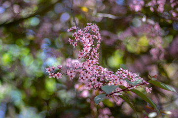 Obraz premium Prunus padus colorata pink flowering cultivar of bird cherry hackberry tree, hagberry mayday tree in bloom in sunlight