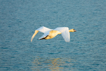 Fototapeta premium Swan low flying over the waters of the Upper Zurich Lake (Obersee), Switzerland