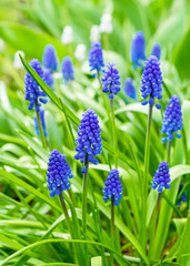 Close up of grape hyanth or muscari in the spring garden.