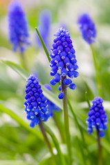 Close up of grape hyanth or muscari in the spring garden.