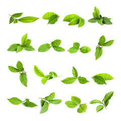 Set of fresh green tea leaves on white background