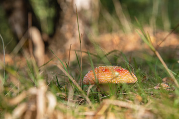 Amanita in the forest. Close-up