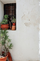 Window with green plant in ceramic pots on a white cracked wall, Ibiza, Spain