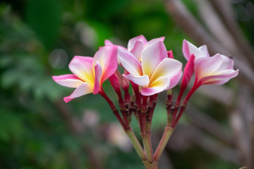 Beautiful plumeria flowers, pink and yellow
