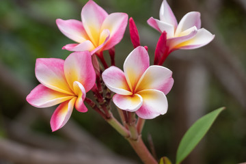 Fototapeta na wymiar Beautiful plumeria flowers, pink and yellow 
