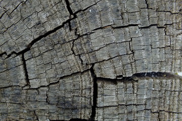 background macro image of an old cracked tree in gray and brown tones