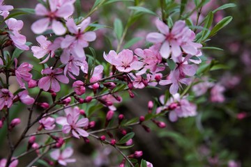 pink flowers