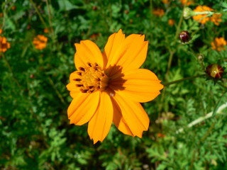 Orange flowers on a green background