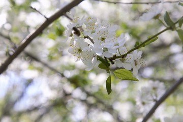 cherry tree blossom