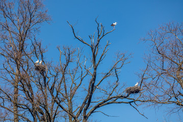 A bill of storks settling in Switzerland during spring