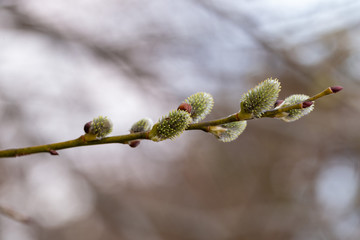 Salix caprea (goat willow, also known as the pussy willow or great sallow) is a common species of willow native to Europe. Willow (Salix caprea) branches with buds blossoming in early spring. 
