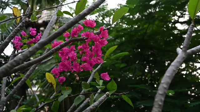 Pink magenta bougainvillea tree flowers, slow motion video HD. NYCTAGINACEAE Bougainvillea spectabilis, also known as great bougainvillea, is a species of flowering plant. Tropical Islands Flora