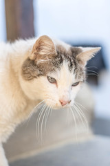 cat face with blue eyes looking to the right side