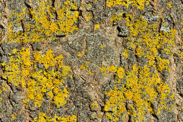 Lichen jaune sur un tronc d'arbre