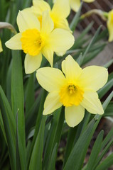 Obraz premium Yellow spring daffodils flowers