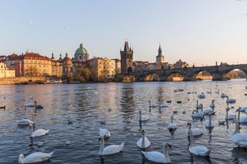 flock of swans bathing in the Vltava river in Prague at sunset, in the background we see the...