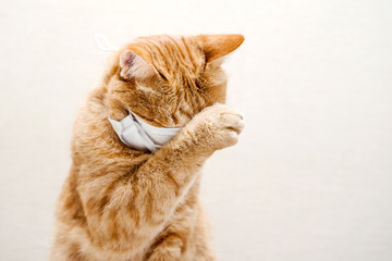 Portrait of a red cat in a face mask on a light background. Protection against virus, dust....