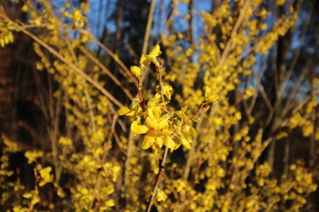 blühende Forsythien im Frühling