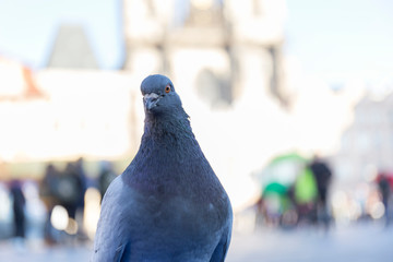 close-up of a curious pigeon looking at the camera