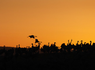 Fototapeta na wymiar cranes