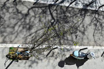 Bicycle tied to a tree on the street during the day.