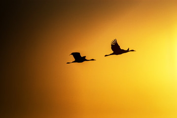 Fototapeta premium Cranes into the sun 2. 2020-04-04