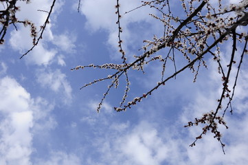 Fototapeta premium spring flowering tree against blue sky