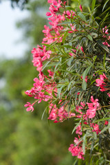 12 May 2008  the flower of Pink Nerium Oleander at the nature background