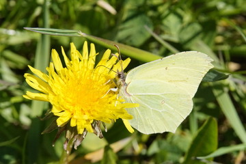 Yellow lemon butterfly on a yellow blossom