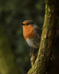 Despite their sometimes aggressive behaviour towards other birds Robins are among the favourite visitors to gardens where they appear to be comfortable to be close to human activity