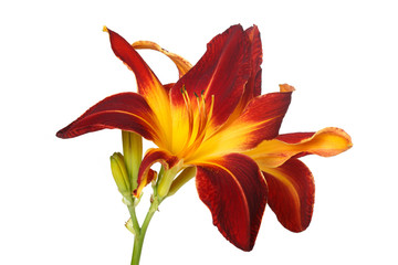 Inflorescence with buds of multi-colored bright flowers of daylily isolated on a white background.