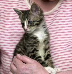 striped kitten with sore eyes at the shelter volunteer in her arms