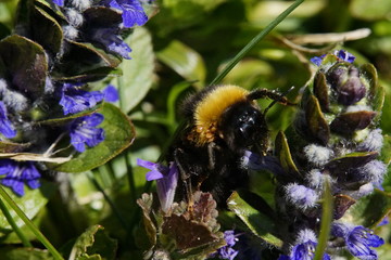 Bumblebee sitting on a blossom in the sun closeup 