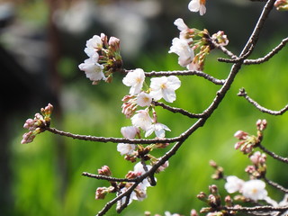 桜