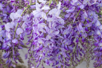Obraz premium Wisteria flowers