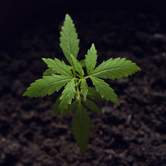 Cannabis young plant age two weeks