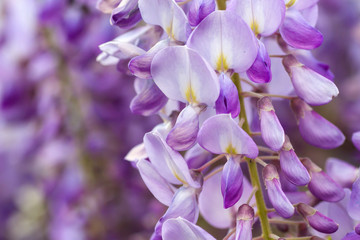 Wisteria purple flowers