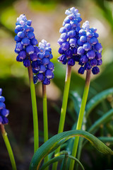 nature comes to life in spring, after rain with drops of rosa